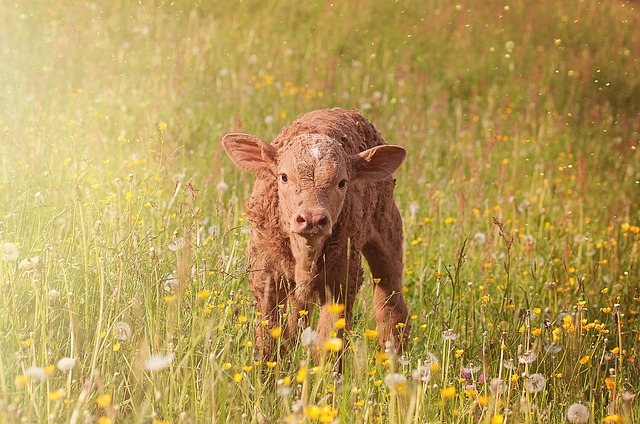 baby cow