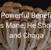 The Powerful Benefits of Lion's Mane, He Shou Wu, and Chaga