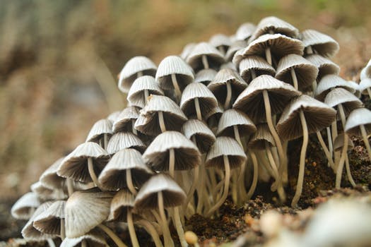 mushrooms as superfood